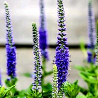 ベロニカ,通り道のお宅の花壇に,散歩道で出会ったお花の画像