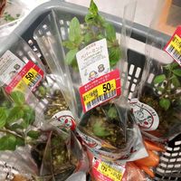 ペパーミント,ハーブ,家庭菜園,ベランダの画像