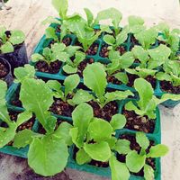 チマサンチュ,自家製野菜,栽培記録,農業女子,おうち園芸の画像