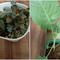 月兎耳,月兎耳 (つきとじ)多肉植物たち,家庭菜園の画像