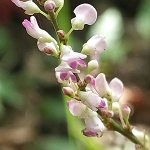 ヌスビトハギ,ヌスビトハギ,無農薬,畑の画像