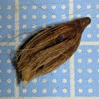 ヤシの木,ヤシの木,パプアン フィッシュテール パーム,みしょり隊の画像