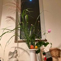 ススキ,ホオズキ,秋明菊,中秋の名月,頑張れ千葉の画像