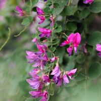 ハギ,はぎ(萩),お花,美しい,過去picの画像