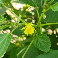 モロヘイヤ,野菜の花,畑のお手伝い,黄色い金曜日の画像
