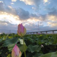 ハス,半分そら,金曜日の蕾たち,雲仲間の画像