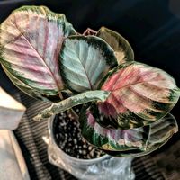 カラテア,観葉植物,熱帯植物,植物のある暮らし,botanical lifeの画像