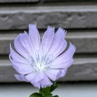 チコリ,多肉植物,葉挿し,多肉寄せ植え,実生苗の画像