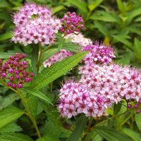 シモツケ ,花のある暮らし,植物のある暮らし,植中毒,植物を楽しむの画像