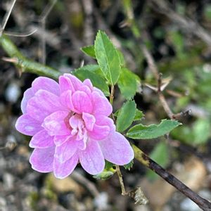 ミニバラ,青空の下,iPhone撮影,ホッコリ,ピンク色の花の画像