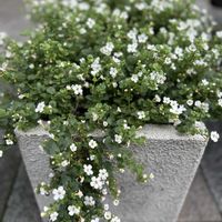 バコパ,ステラ♡...,Have a great time♡,被災地の復旧..復興..を願います,くまさん他、、動物さん達にお気をつけて〜の画像