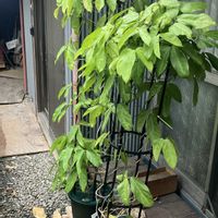 ヒスイカズラ,鉢植え,カット苗,ヒスイカズラ属,ヒスイカズラ鉢植えの画像