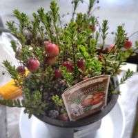 イチゴ,クランベリー,ブルーベリー,ワイルドストロベリー,花のある暮らしの画像