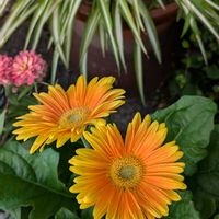 ガーベラ,オリヅルラン,花のある暮らし,お迎えしました,多様性を愛する会の画像