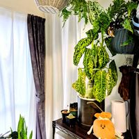 ディフェンバキア,ディフェンバキア・リフレクター,観葉植物,花芽,つぼみの画像