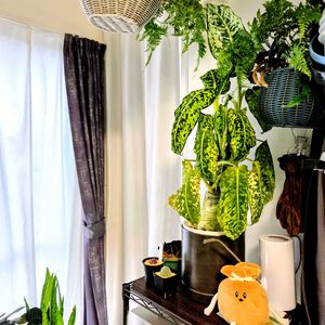 ディフェンバキア,ディフェンバキア・リフレクター,観葉植物,花芽,つぼみの画像