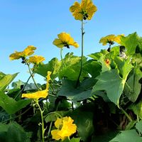 ヘチマ,散歩の途中の画像
