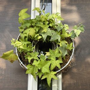 アイビー,へデラ,寄せ植え,観葉植物,リースの画像