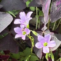ロベリア,カルーナ,ムラサキノマイ,ヒメルリトラノオ,サンゴジュの実の画像