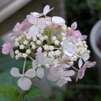 コスモス,ブルーデージー,紫陽花アナベルピンク,チーム愛知,Juneの会の画像
