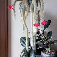 サボテン,ヒルデウィンテラ・カラデモノニス,観葉植物,サボテンの花,葉っぱの画像