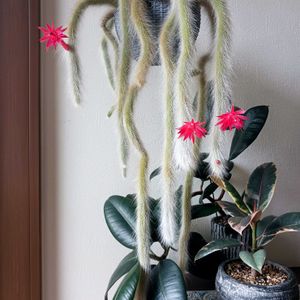 サボテン,ヒルデウィンテラ・カラデモノニス,観葉植物,サボテンの花,葉っぱの画像