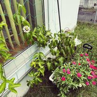 パッションフルーツ,花のある暮らし,伸びたらグリーンカーテン,おうち園芸,庭の画像
