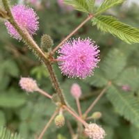 オジギソウ,公園,癒し,花のある暮らし,お出かけ先の画像