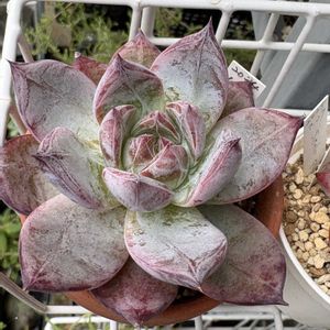 ブラックサバス,多肉植物,多肉植物とサボテン,タニラー,多肉植物大好きの画像