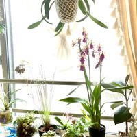 オドントグロッサム,花のある暮らし,白玉星草（しらたまほしぐさ）,リビング・ダイニングの画像
