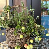クランベリー,鉢植え果実の画像
