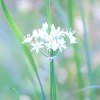 ハナニラ,ニラハナ,庭の花,白い花,かわいい♡の画像