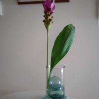 観葉植物,切り花,一輪挿し,花瓶,花束の画像