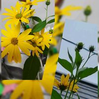 アサガオ,コスモス,オクラの花,菊芋,ナスの花の画像