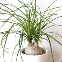 トックリラン,ツリバナ,ツリバナの実,多肉植物,観葉植物の画像