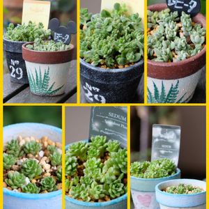 多肉植物,ベランダガーデニング,多肉植物のある暮らし,癒し…♡,自作リメ鉢の画像
