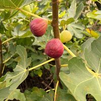 ハナニラ,キウイ,レモン,イチジク,無花果の画像