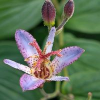 ホトトギス,タイワンホトトギス,お花,お出かけ先の画像