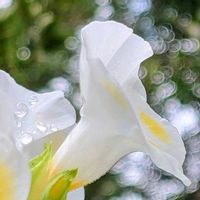 クチナシ,トレニア,クチナシ　八重咲き,夏菫,野鳥(ジョウビタキ)の画像