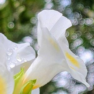 クチナシ,トレニア,クチナシ　八重咲き,夏菫,野鳥(ジョウビタキ)の画像