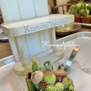 サボテン,サボテン,どんぐり,サボテン寄せ植え,タマラックコーンの画像