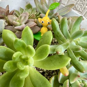 多肉植物の寄植え,多肉棚,ピクミン,庭の画像