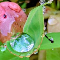 オタフクナンテン,花のある暮らし,植物好き,自然の不思議,雨粒の世界の画像