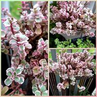 トリカラー,コーカサスキリンソウ,多肉植物,ピンク色の葉っぱの画像