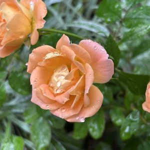 庭の花,花のある暮らし,切り花を楽しむ,ばら バラ 薔薇の画像