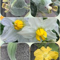 ヘチマ,フェイジョア 実,ワルナスビの花の画像