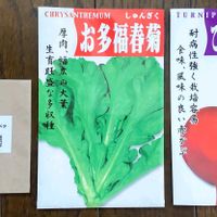 カーボロネロ,おたふく春菊,飛騨紅かぶ,プランター野菜,種まきの画像