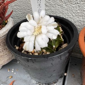 ミセバヤ,ミセバヤ,ギムノカリキウム,ギムノカリキウム・緋牡丹錦,多肉植物の画像