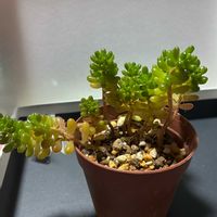 虹の玉,レッドベリー,多肉植物,ガーデニング初心者,ここにしか咲かない花の画像