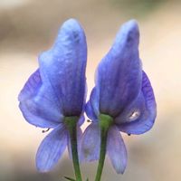 トリカブト,仲良し,花のある暮らし,赤城自然園,おうち園芸の画像
